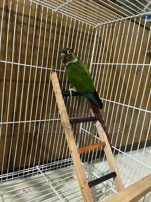 Conure Bird for Sale (Female)