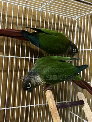Conure Bird for Sale (Female)