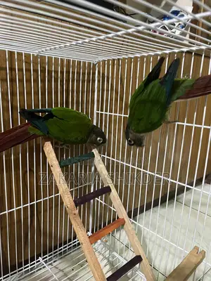 Conure Bird for Sale (Female)