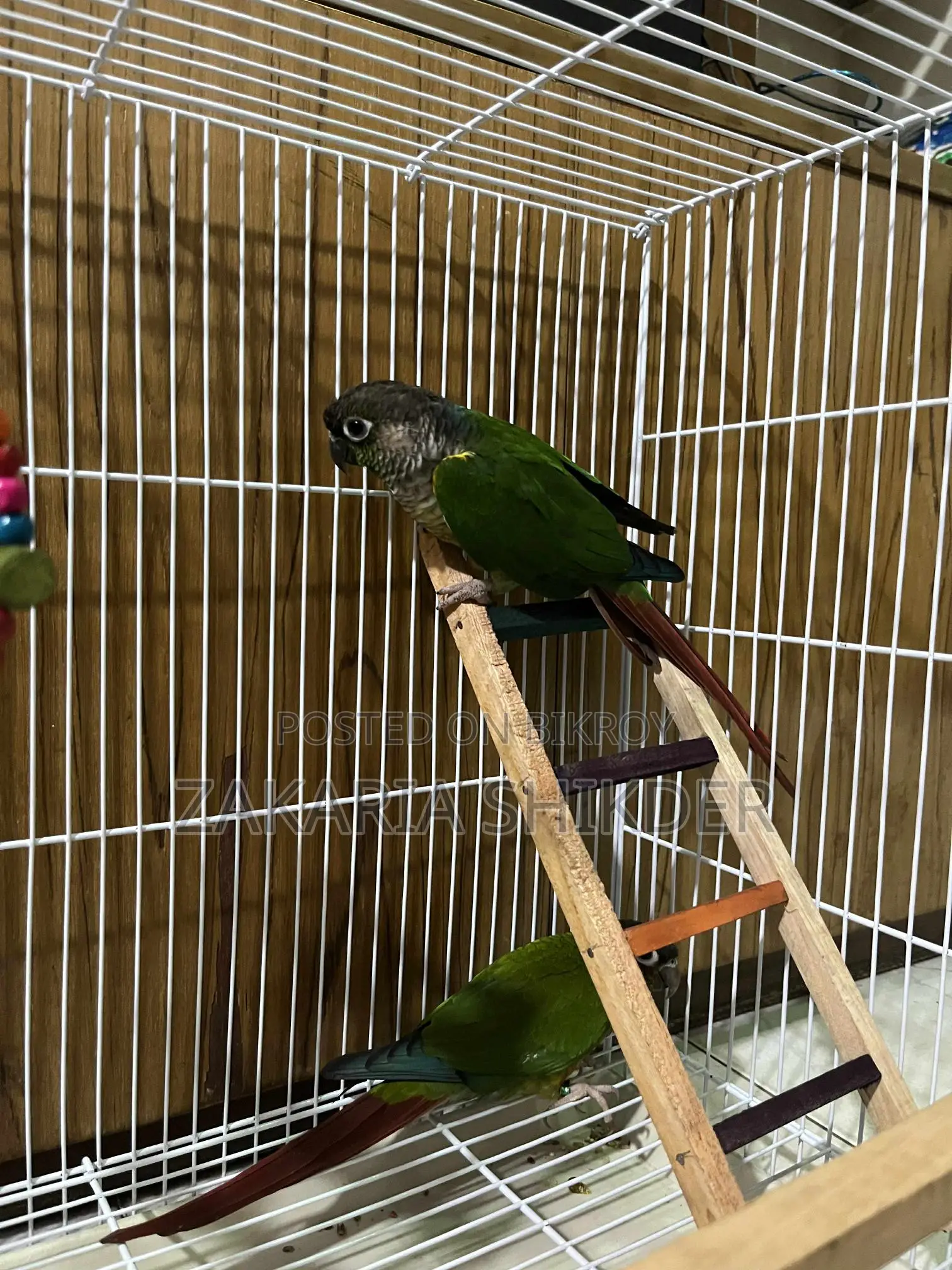 Conure Bird for Sale (Female)