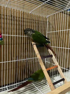 Conure Bird Sell Female