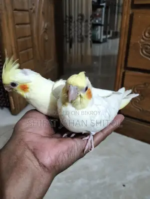 কোকাটেল বেবি