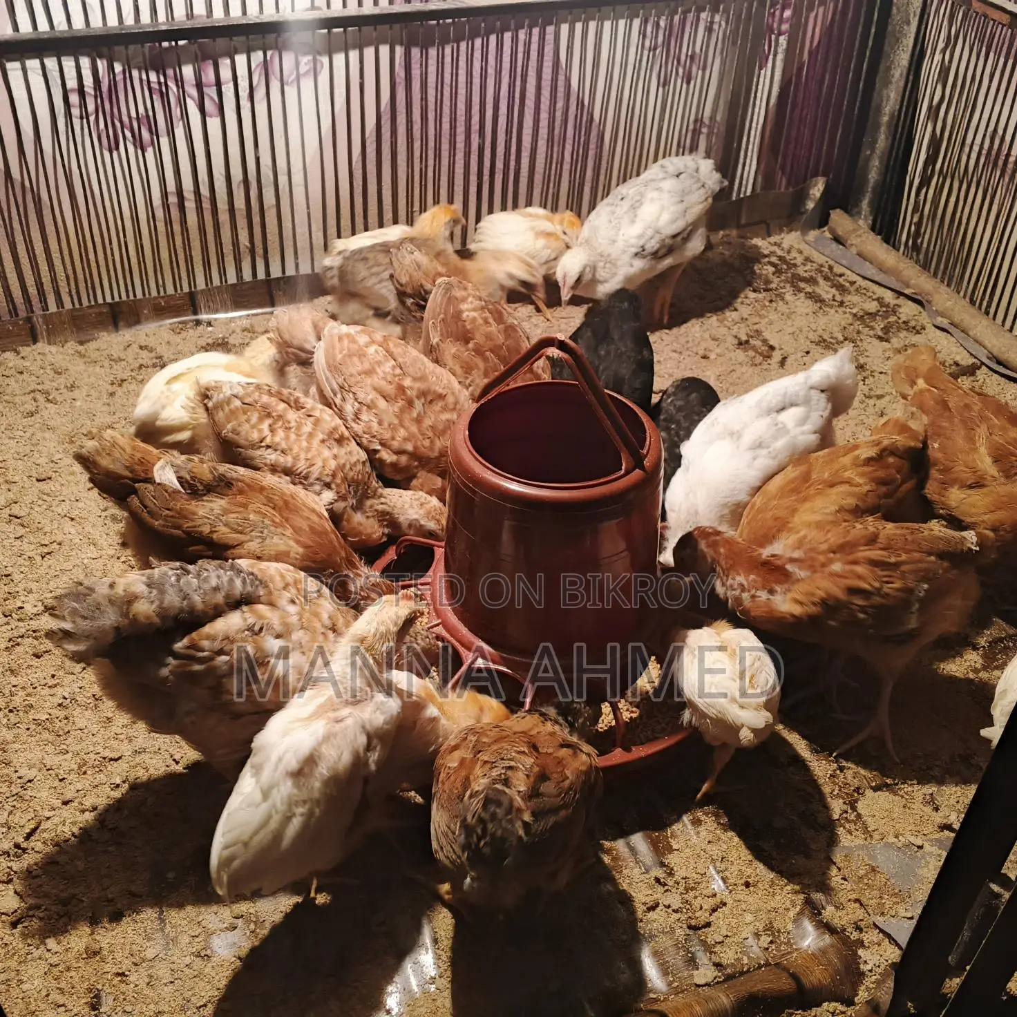 খাচা ৫ ফিট বাই ৩ উচ্চতা ৬