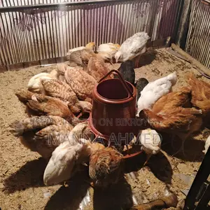 খাচা ৫ ফিট বাই ৩ উচ্চতা ৬
