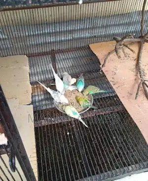 খাচা ৫ ফিট বাই ৩ উচ্চতা ৬
