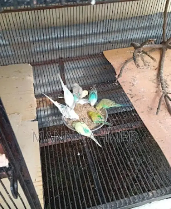 খাচা ৫ ফিট বাই ৩ উচ্চতা ৬