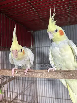 Cockatiel