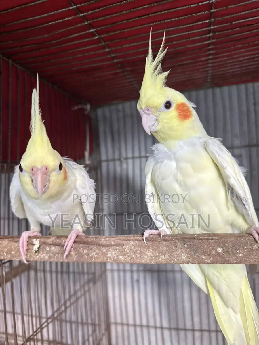 Cockatiel