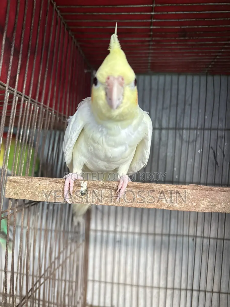 Cockatiel