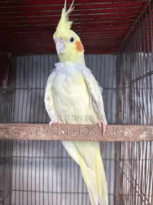Cockatiel