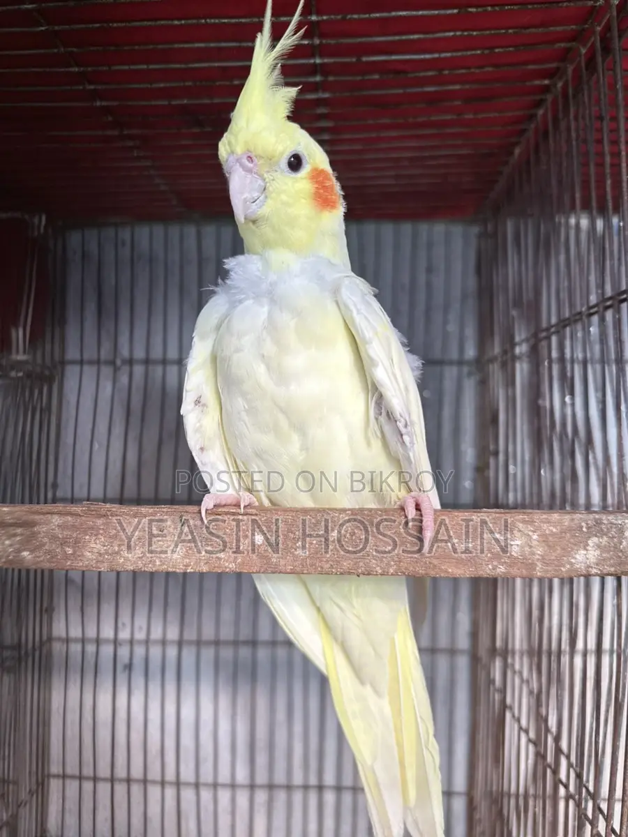Cockatiel