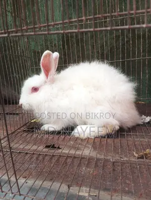 Angora Female Rabbit for Sale.
