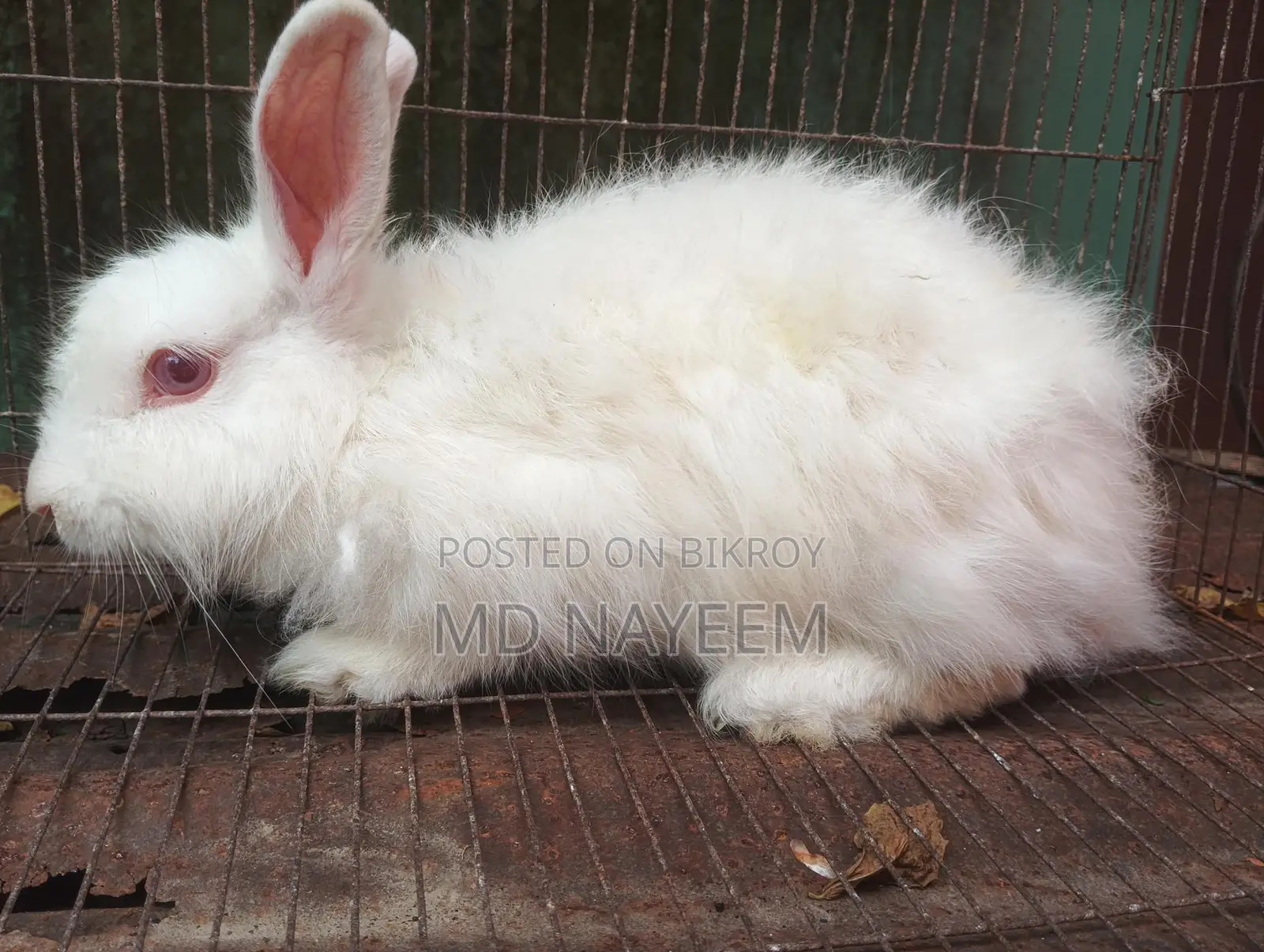 Angora Female Rabbit for Sale.