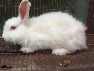 Angora Female Rabbit for Sale.