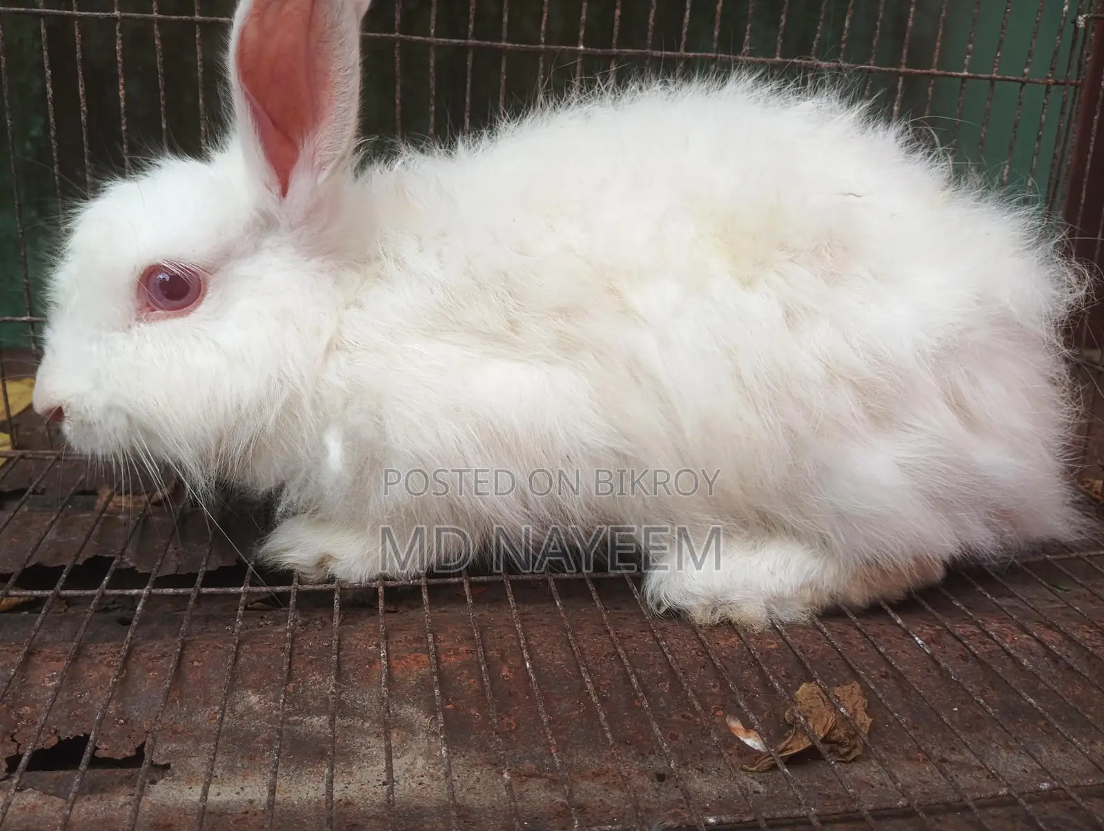 Angora Female Rabbit for Sale.