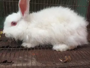 Angora Female Rabbit for Sale.