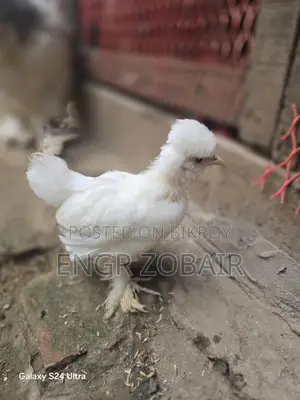 তুর্কী সুলতান বেবি বিক্রয়