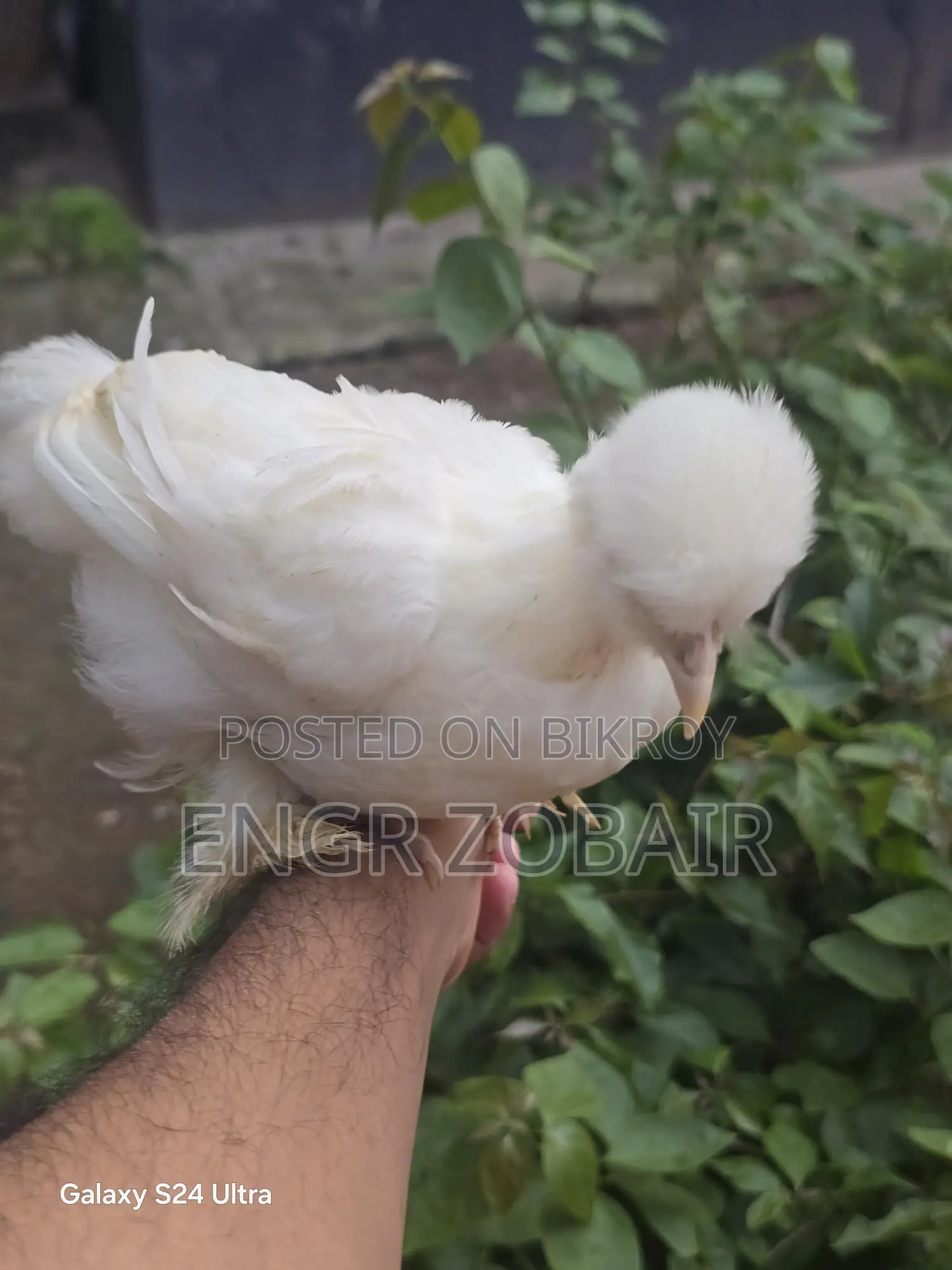 তুর্কী সুলতান বেবি বিক্রয়