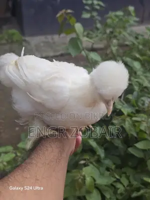 তুর্কী সুলতান বেবি বিক্রয়