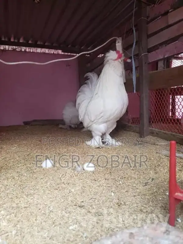 তুর্কী সুলতান বেবি বিক্রয়