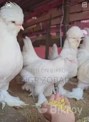 তুর্কী সুলতান বেবি বিক্রয়