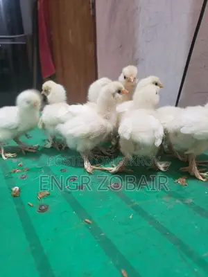 তুর্কী সুলতান বেবি বিক্রয়
