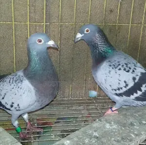Racing Pigeon