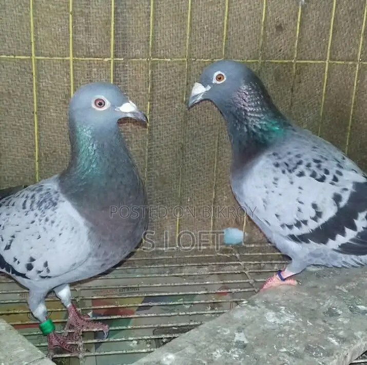 Racing Pigeon