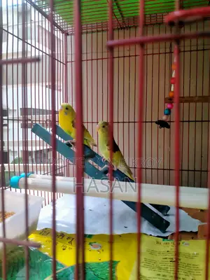 পাইড বাজিগর পাখি
