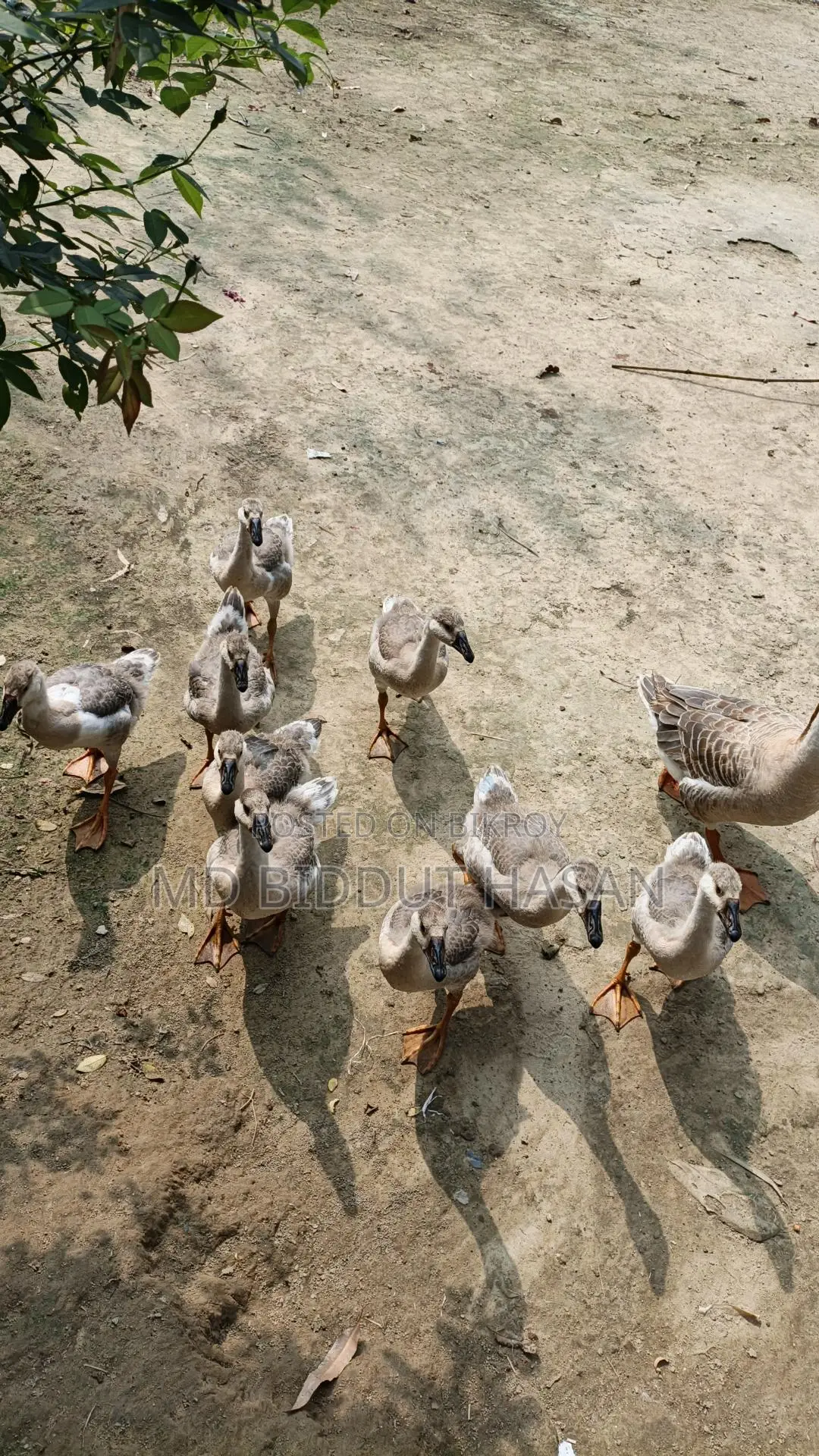 Goose