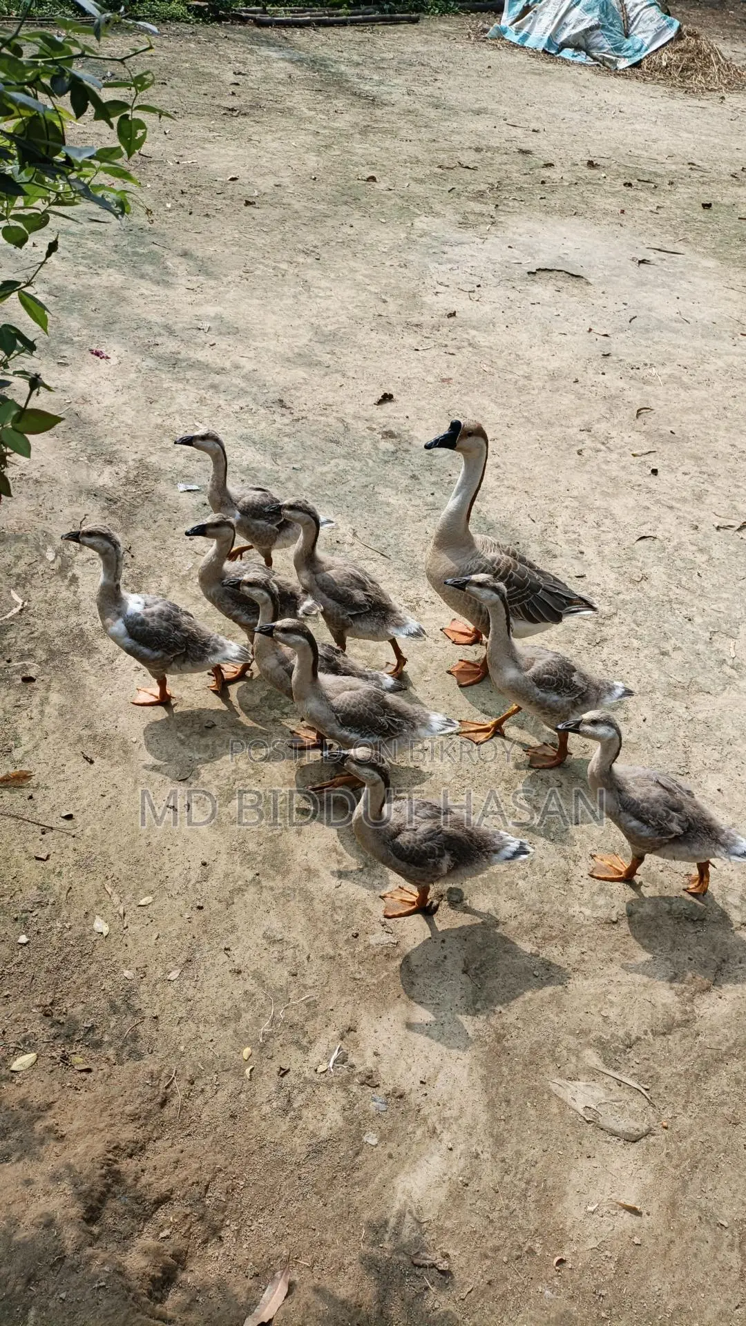 Goose