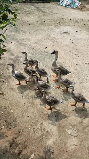 রাজহাসঁ