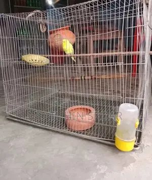 বাজিগার পাখি