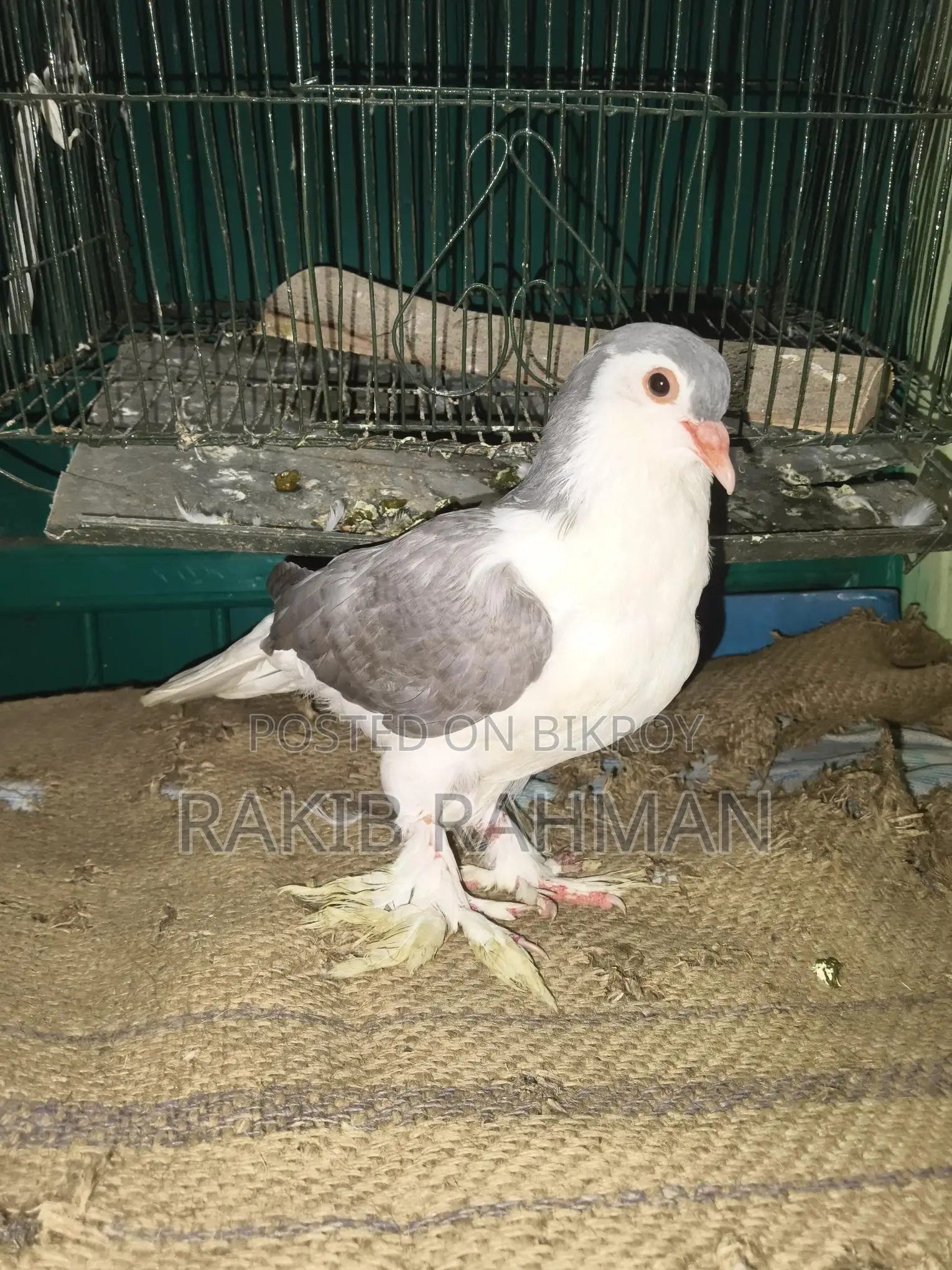 ১ পিস লাহোরি সিরাজি হাই কোয়ালিটি