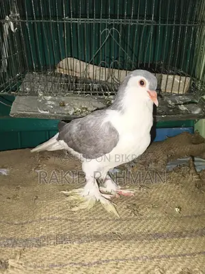 ১ পিস লাহোরি সিরাজি হাই কোয়ালিটি