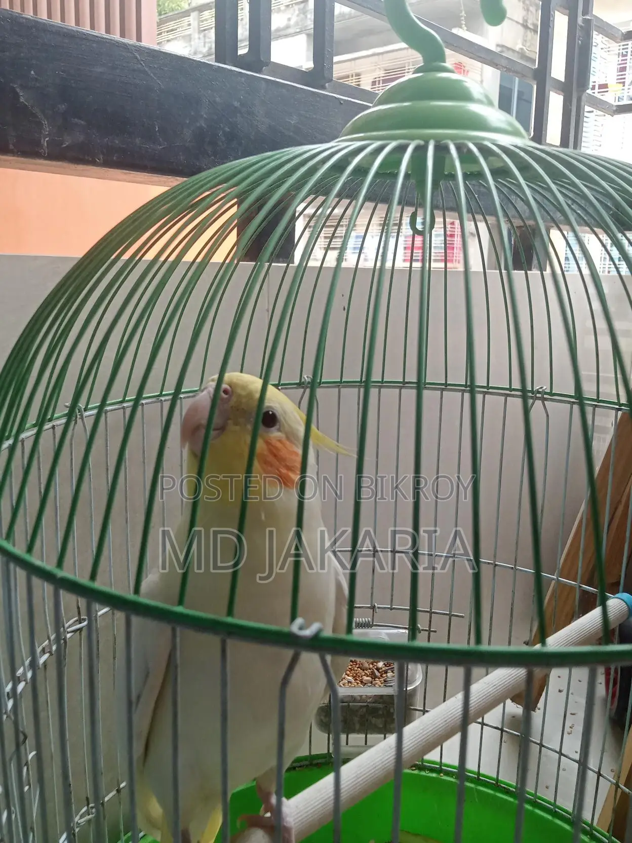Cockatiel - টেম ককাটেল পাখি