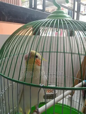 Cockatiel - টেম ককাটেল পাখি