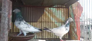 পাল্লা লাইনের রানিং জোড়া