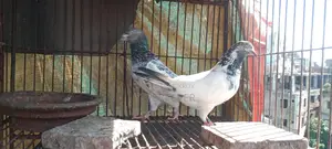 পাল্লা লাইনের রানিং জোড়া