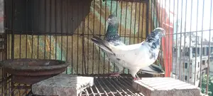পাল্লা লাইনের রানিং জোড়া