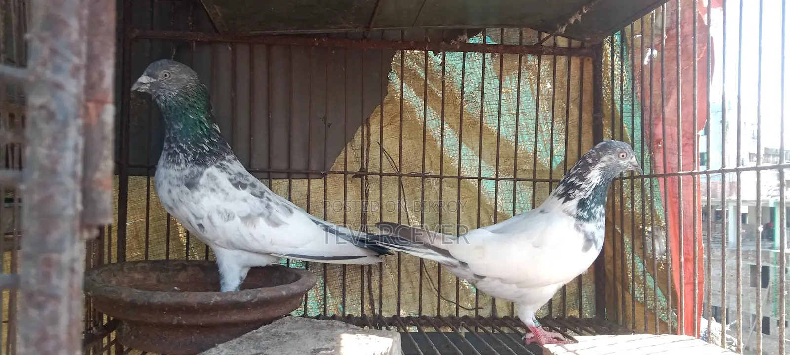 পাল্লা লাইনের রানিং জোড়া