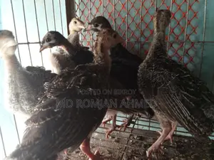 তারকি তিতির ফাওমি করগুশ