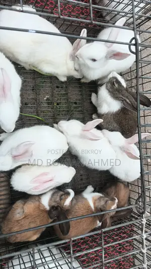 তারকি তিতির ফাওমি করগুশ