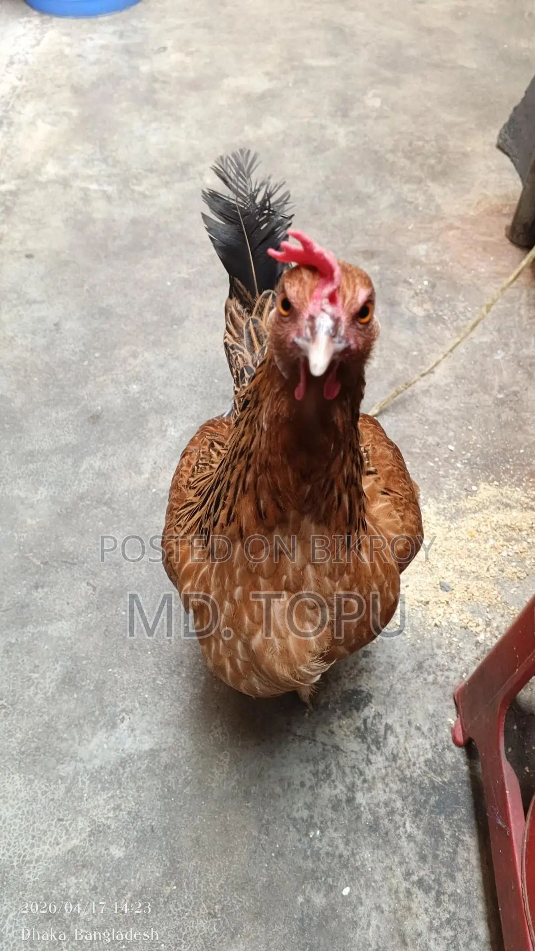 দেশি মুরগি ডিম পাড়ে