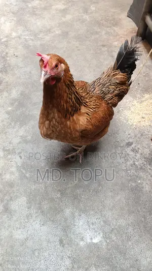 দেশি মুরগি ডিম পাড়ে