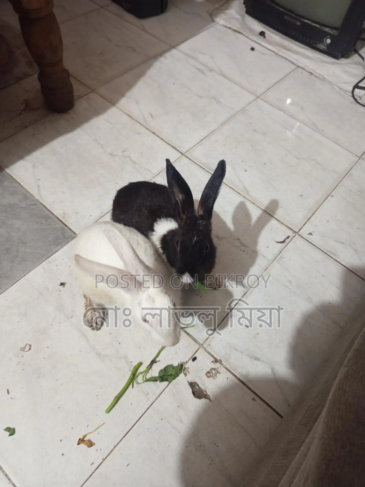Two Rabbits