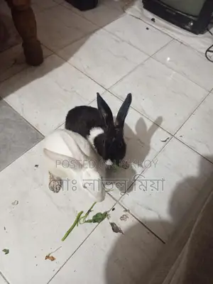 Two Rabbits