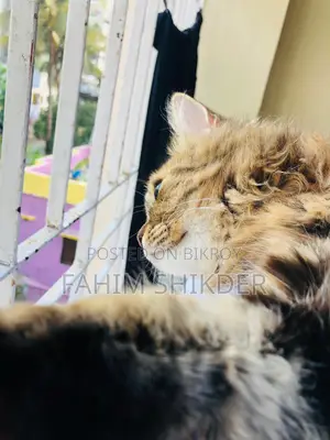 Persian cat