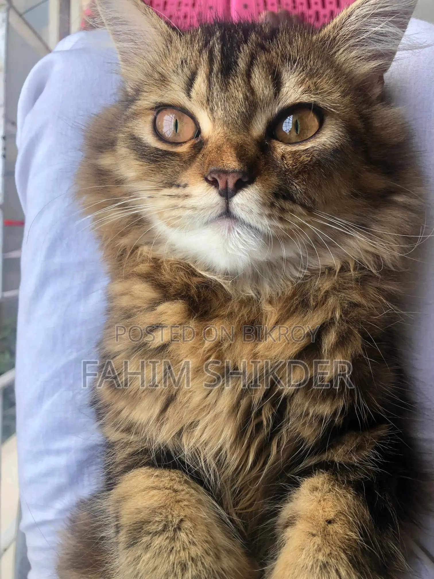 Persian cat