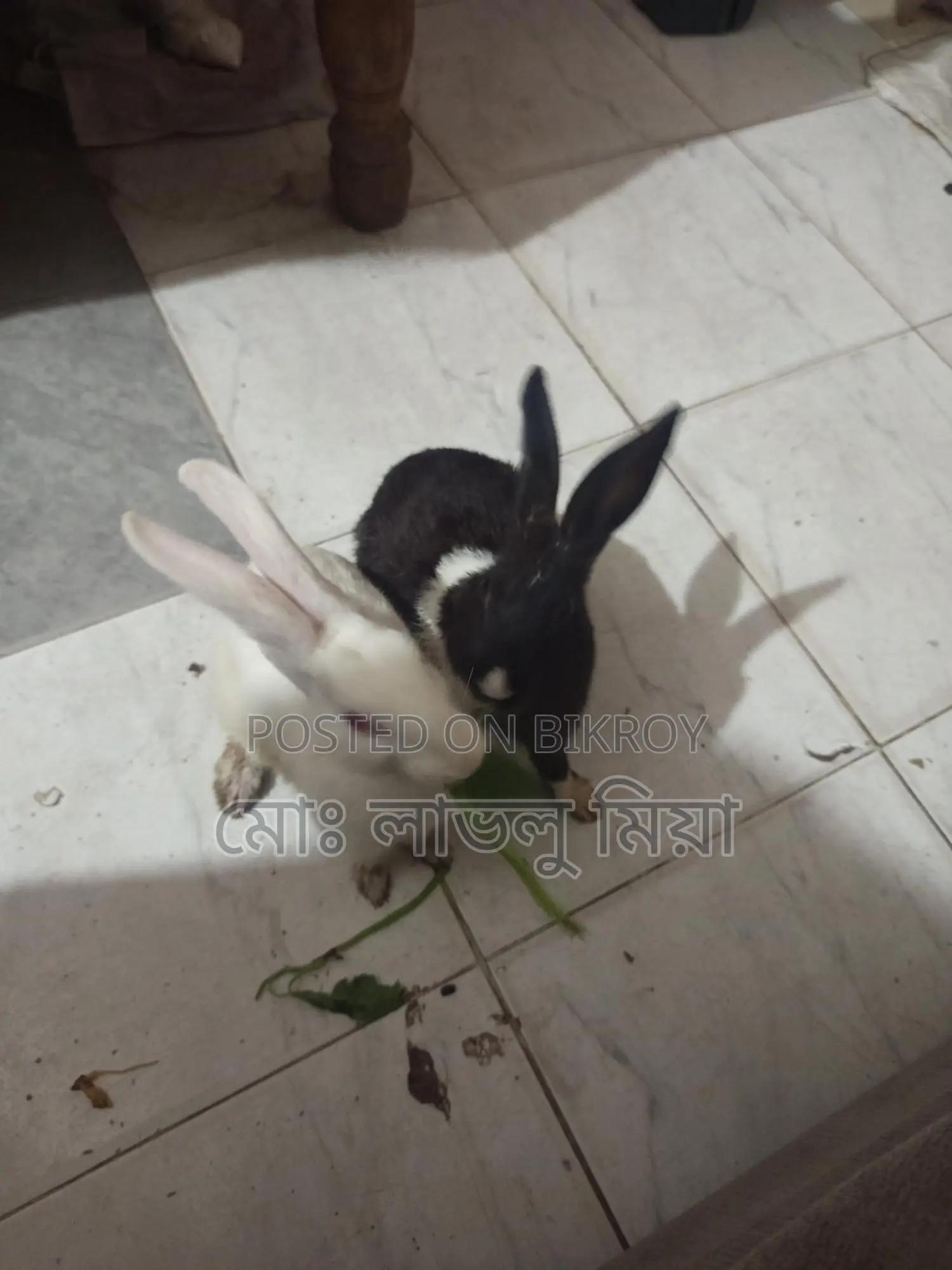 Two Rabbits